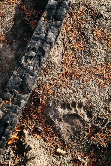 A bear track in the ash.