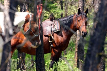 Your trusty mount awaits on the river ride.