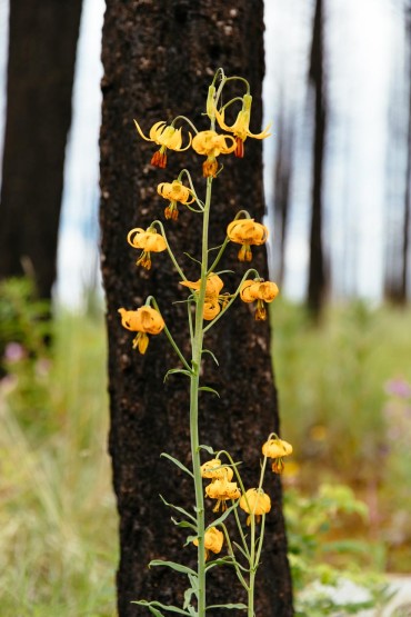 Tree planting at Siwash Lake Wilderness Resort