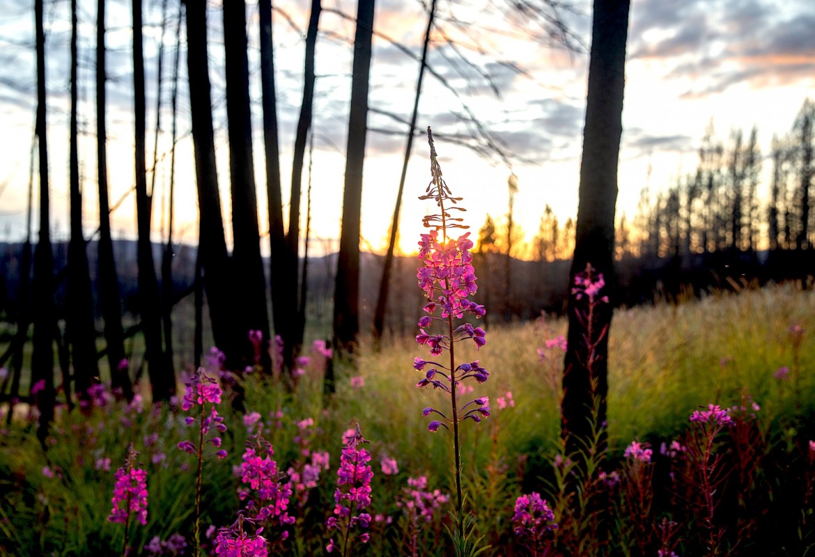 Powerful lessons can be drawn from the wilderness