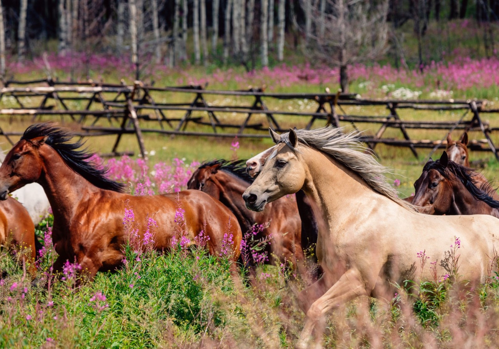Iconic, soul-stirring landscapes at Siwash Lake luxury wilderness lodge and ranch in British Columbia, Canada