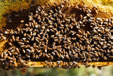 The honey bee hives at Siwash Lake Wilderness Resort