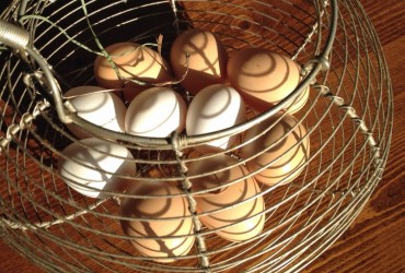 Farm-fresh eggs from Siwash hens