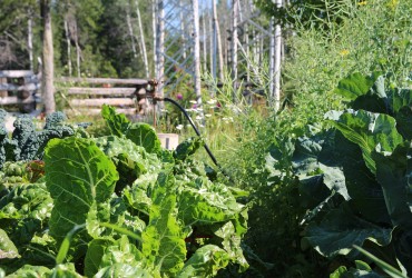 The Siwash Lake Vegetable Garden