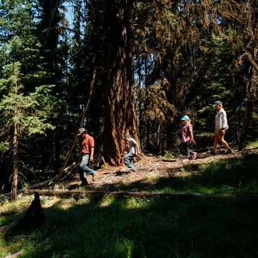 Hike through an old growth forest at this backcountry luxury lodge