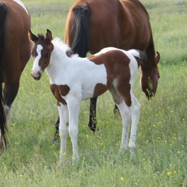 Our little Paint filly horse Grace