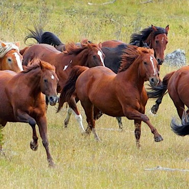 The Siwash Lake herd heads in to the corrals for a day of horse riding in beautiful Brtish Columbia