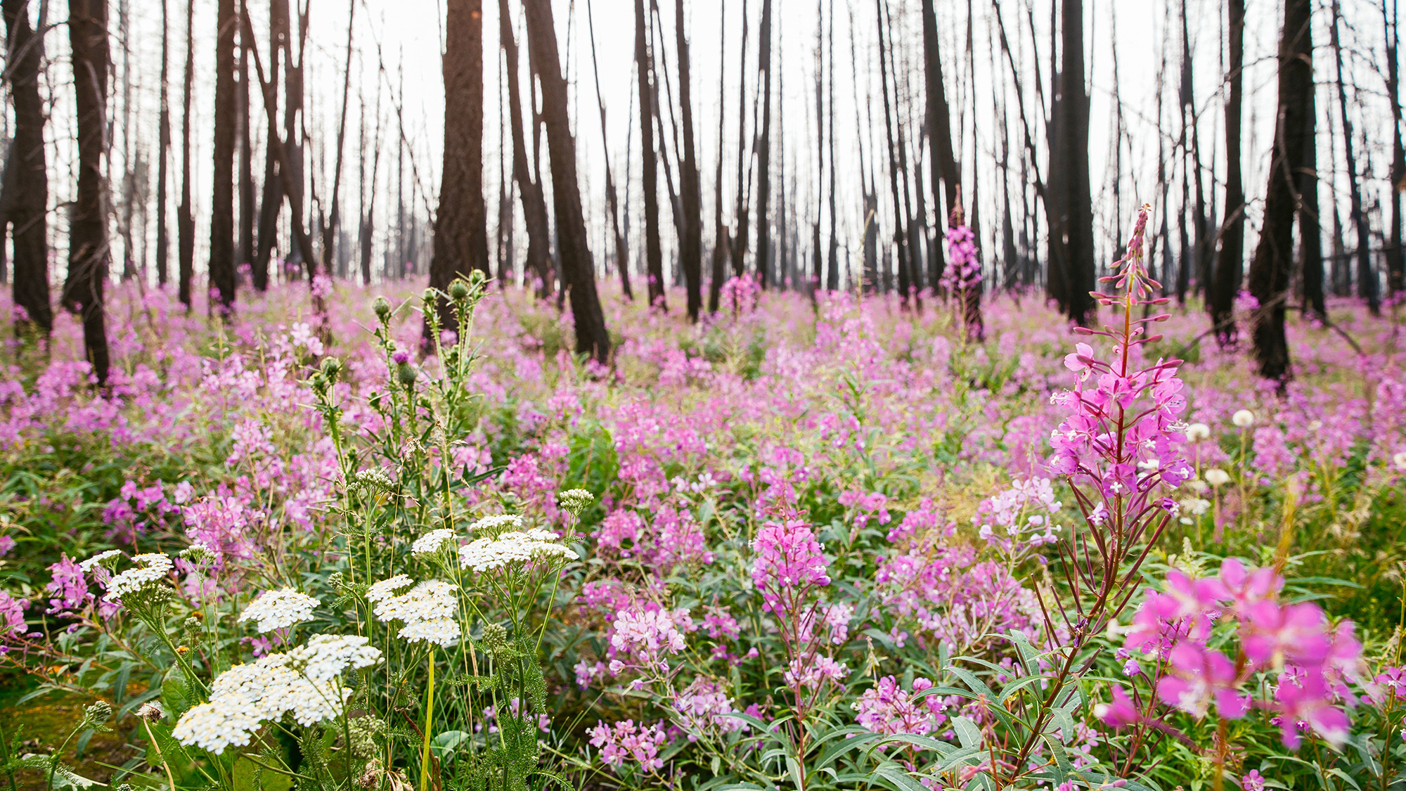 A sea of pink Fireweed wildflowers at Siwash Lake's Wildland Private Nature Reserve